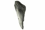 Partial Fossil Megalodon Tooth - South Carolina #332326-1